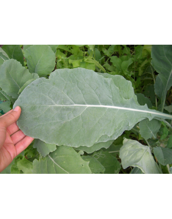 Green Turnip Leaf, Rapa Senza Testa, Rapini Headless Raab Turnip Leaf, Rapa da Foglia - [ Seed2Go.ca ] - [Seed Packets] - Turnip