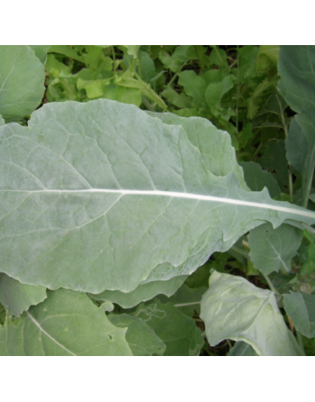 Green Turnip Leaf, Rapa Senza Testa, Rapini Headless Raab Turnip Leaf, Rapa da Foglia - [ Seed2Go.ca ] - [Seed Packets] - Turnip