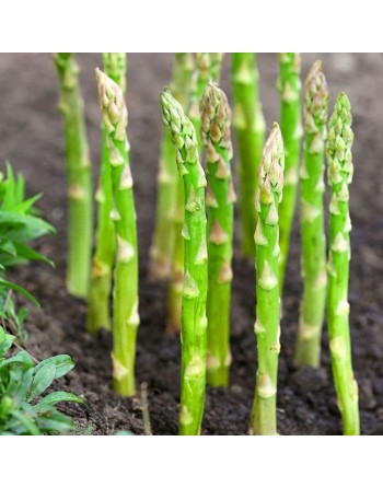 Old Fashioned Mary Washington Asparagus Seeds, Vegetables - [ Seed2Go.ca ] - [Seed Packets] - Asparagus - 