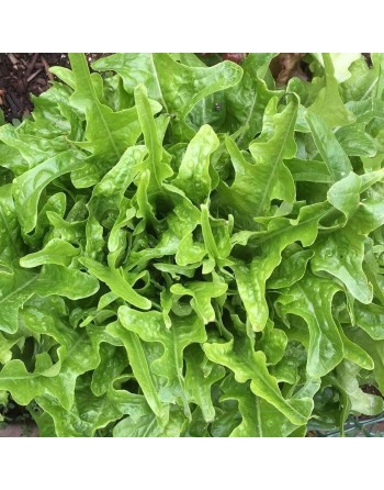 Royal Oak Leaf Lettuce, Looseleaf, Heat Lettuce - [ Garden Seeds, Seed2Go.ca] - V-FQT - Lettuce