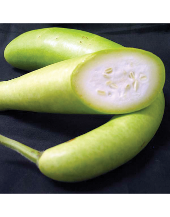 Sicilian Snake Cucuzzi, Italian Slender Long Zucchini, Serpent of Sicily, Edible Gourd Seeds - [ Shop Canadian Seeds Online ]  -