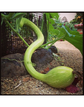 Trumpet Zucchini Seeds, Italian, Professional, Tromboncino Summer Squash - [ Shop Canadian Seeds Online ]  - Zucchini - 