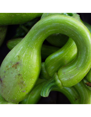 Trumpet Zucchini Seeds, Italian, Professional, Tromboncino Summer Squash - [ Shop Canadian Seeds Online ]  - Zucchini - 