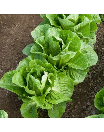 Parris Island Romaine Seeds, Cos Lettuce, Romaine Lettuce Seeds - [ Shop Canadian Seeds Online ]  - Lettuce - 