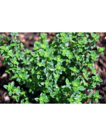 Traditional & Old Fashioned Thyme, Herb Seeds - [ Seed2Go.ca ] - [Seed Packets] - Herb Seeds - 