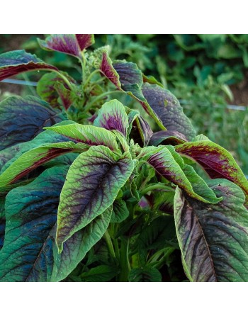 Red & Green Callaloo, Edible Amaranth Seeds - [ Shop Canadian Seeds Online ]  - Amaranth - 