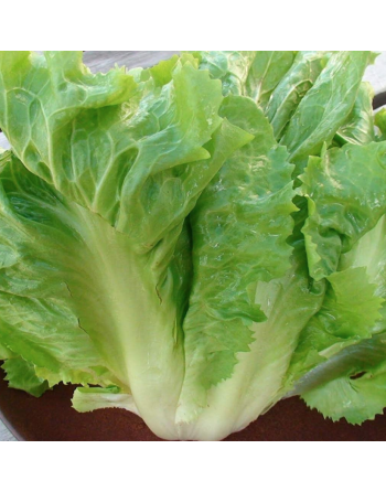 Endive Escarole, Indivia Scarola Cornetto Di Bordeaux, French - [ Garden Seeds, Seed2Go.ca] - V-ECB - Chicory Endive & Escarole