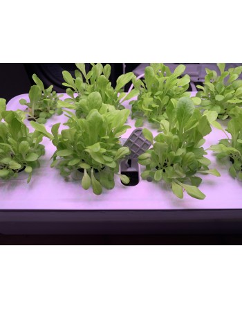 INTELLIGROW Indoor Growing Light Kit, Premium, Soilless, with Automatic Timer Cycles, 32 Pods, 12-16 Hours - [ Seed2Go - Canada 