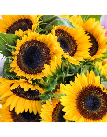 Autumn Beauty Mix Sunflowers - [ Shop Canadian Seeds Online ]  - Flower Seed - 