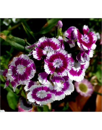 Sweet William Flower - [ Seed2Go.ca ] - [Seed Packets] - Flower Seed
