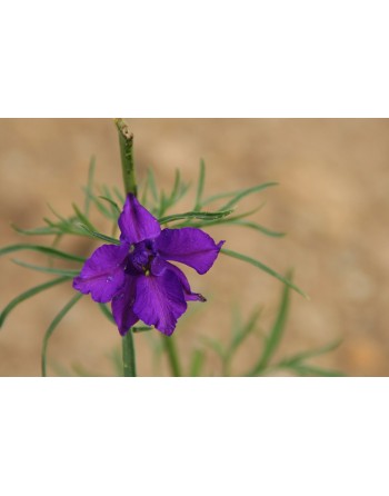Consolida Larkspur Flowers, Europe, the Mediterranean and Asia - [ Seed2Go - Canada ] - VF-C - Flower Seed