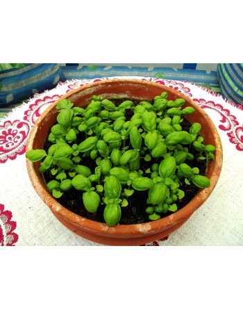 Genovese Basil Herb, Italian, Herb Seeds - [ Seed2Go.ca ] - [Seed Packets] - Herb Seeds - 
