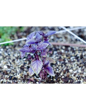 Improved Red Leaf Basil, Sweet Red Rubin Basil Herb Seeds - [ Seed2Go.ca ] - [Seed Packets] - Herb Seeds - 
