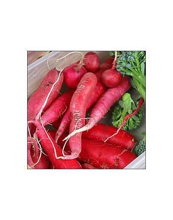 Long Scarlet Radish Seeds, Red Icicle Radish, Chinese - [ Shop Canadian Seeds Online ]  - Radish - 