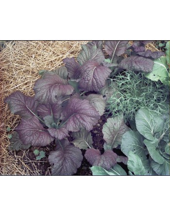 Red Giant Mustard Spinach, Giant Red Japanese Mustards - [ Garden Seeds, Seed2Go.ca] - V-RGM - Mustard Greens