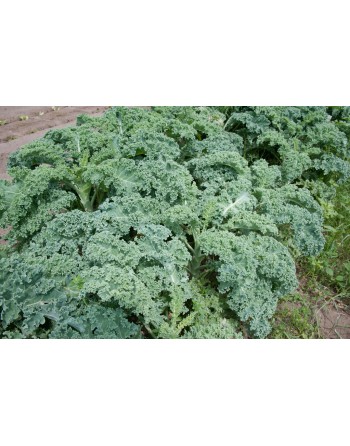 Kale Blue Scotch, Blue Curled Scotch, Scottish Heirloom - [ Seed2Go.ca ] - [Seed Packets] - Kale