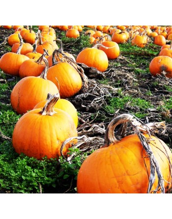 Pumpkin, Gourd, Jack'O Lantern Seeds, Pepita - [ Shop Canadian Seeds Online ]  - Pumpkin - 