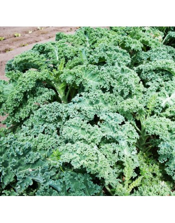Kale Blue Scotch, Blue Curled Scotch, Scottish Heirloom - [ Seed2Go.ca ] - [Seed Packets] - Kale