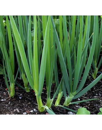 Japanese Ishikura Welsh Bunching Onion Seeds, Green Onions - [ Shop Canadian Seeds Online ]  - Onion - 