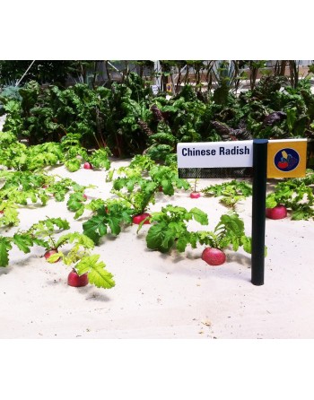 Chinese Radish Seeds, Mantanghong Beauty Heart Radish - [ Shop Canadian Seeds Online ]  - Radish - 