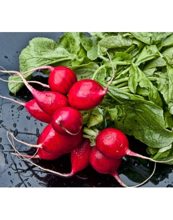 Cherry Belle Radish Seeds, Raphanus Sativus - [ Shop Canadian Seeds Online ]  - Radish - 