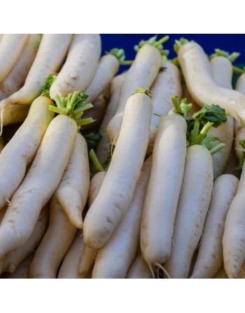 Asian Daikon Radish, White Radish, Japanese Radish, Chinese Radish, Winter Radish, Luobo Seeds - [ Seed2Go.ca ] - [Seed Packets]