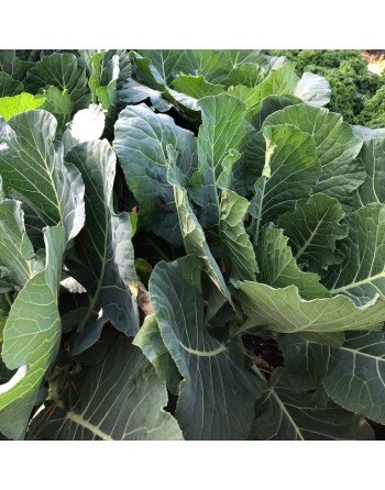 Vates Collard, Collard Greens Seeds - [ Shop Canadian Seeds Online ]  - Collard Greens - 