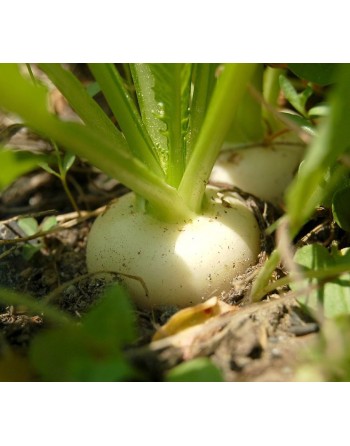 White Turnip, Rapa Palla Di Neve - [ Garden Seeds, Seed2Go.ca] - V-PDNT - Turnip