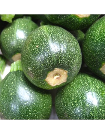 Round Zucchini, Di Nizza, Courgettes - [ Shop Canadian Seeds Online ]  - Zucchini - 
