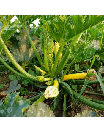 Golden Yellow Zucchini, Summer Squash, Golden Zucchini - [ Shop Canadian Seeds Online ]  - Zucchini - 