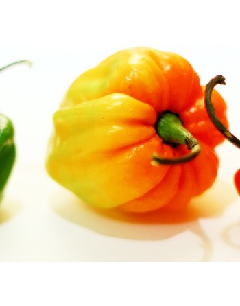Yellow Scotch Bonnet Pepper, Extra Super Hot, Martinique Pepper, Jamaican Hot, Bahama Mama, Pepper Seeds - [ Seed2Go.ca ] - [See