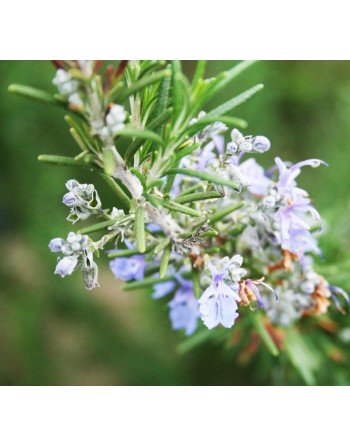 Rosemary Herb, Rosmarinus Seed - [ Garden Seeds, Seed2Go.ca] - V-RHB - Herb Seeds
