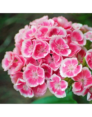 Sweet William Flower - [ Seed2Go.ca ] - [Seed Packets] - Flower Seed