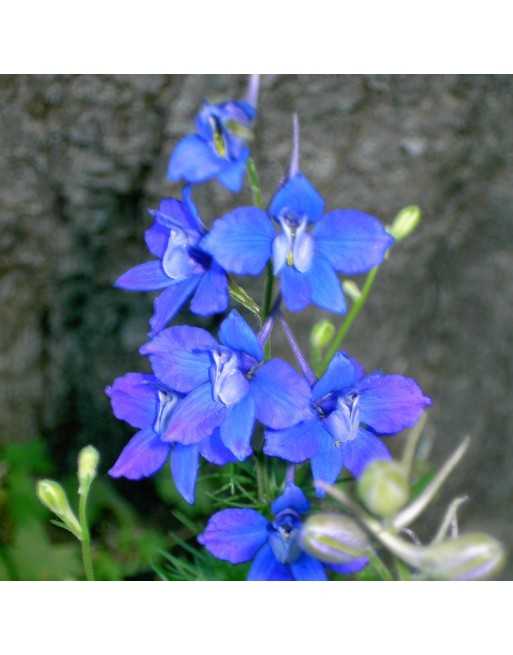 Consolida Larkspur Flowers, Europe, the Mediterranean and Asia - [ Seed2Go - Canada ] - VF-C - Flower Seed