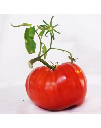 Beefsteak Tomato, Beef Tomato Seeds - [ Seed2Go.ca ] - [Seed Packets] - Tomato Seeds - 