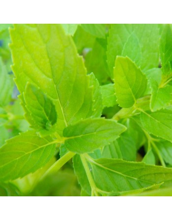 Green Mint Herb, Mentha Spicata, Mojito Mint Herb Seed - [ Seed2Go.ca ] - [Seed Packets] - Mint - 