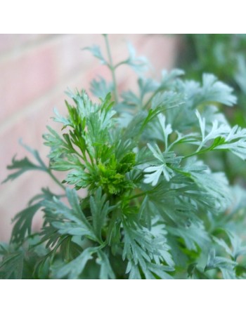 Cilantro Coriander Herb, European, Cilantro Seeds, Italy - [ Seed2Go.ca ] - [Seed Packets] - Herb Seeds - 