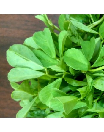 Fenugreek, Kasuri Samudra, Methi, Fenugreek Seeds, Herbs - [ Seed2Go.ca ] - [Seed Packets] - Herb Seeds - 