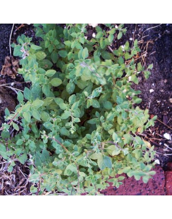 Sweet Marjoram Seeds, Herb, Markadoush, Bekaa Kafra, Lebanese - [ Shop Canadian Seeds Online ]  - Herb Seeds - 