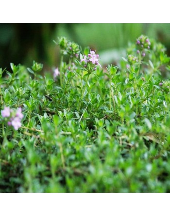 Traditional & Old Fashioned Thyme, Herb Seeds - [ Seed2Go.ca ] - [Seed Packets] - Herb Seeds - 