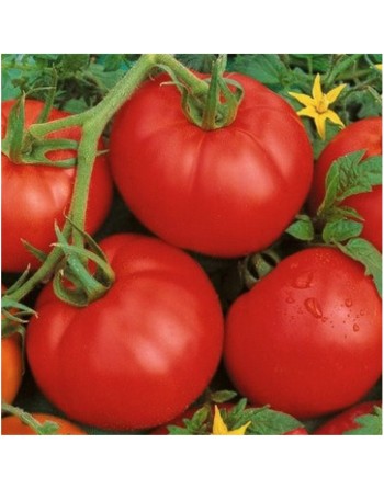 Ace 55VF Tomato, Pomodoro, Tomato Seeds - [ Shop Canadian Seeds Online ]  - Tomato Seeds - 
