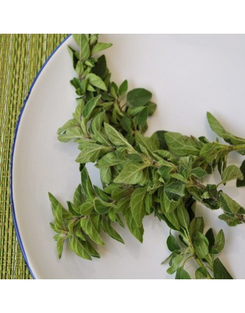 Greek Oregano, Herb Seeds - [ Seed2Go.ca ] - [Seed Packets] - Herb Seeds - 