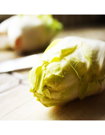 French & Belgian Witloof Chicory, Endive Chicory, Witloof di Bruxelles Seeds - [ Seed2Go.ca ] - [Seed Packets] - Endive - 