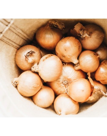 'Golden' Onion of Parma, Italy, Golden Yellow Onion Seeds - [ Shop Canadian Seeds Online ]  - Onion - 