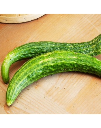 Chinese Cucumber Seeds, Suyo Long - [ Shop Canadian Seeds Online ]  - Cucumber - 