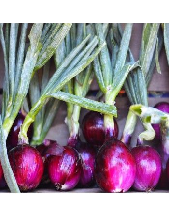 Red Onion, Tuscany Italy, Rossa di Toscana Onion Seeds - [ Seed2Go.ca ] - [Seed Packets] - Onion - 