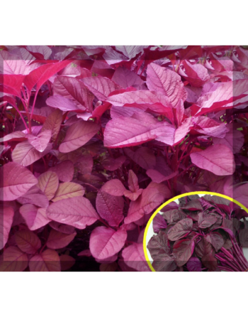 Leaf Amaranth: Raktaranga, Amaranth Seeds - [ Shop Canadian Seeds Online ]  - Amaranth - 