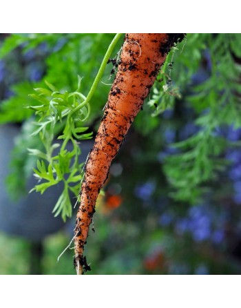 Chantenay Red Core Carrot, Red-Core Colored Carrot Seeds - [ Shop Canadian Seeds Online ]  - Carrot - 