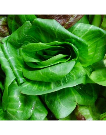 Grumolo Green Chicory, Spring Chicory - [ Garden Seeds, Seed2Go.ca] - V-CGG - Chicory Endive & Escarole