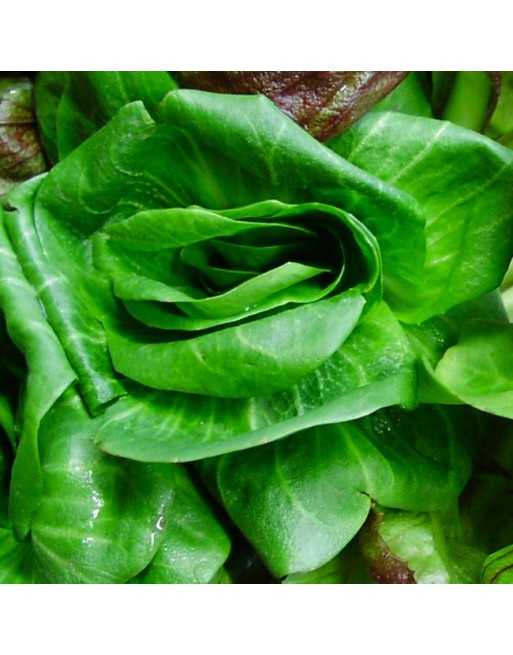 Grumolo Bionda, Green Chicory, Spring Chicory Seeds - [ Shop Canadian Seeds Online ]  - Chicory - 